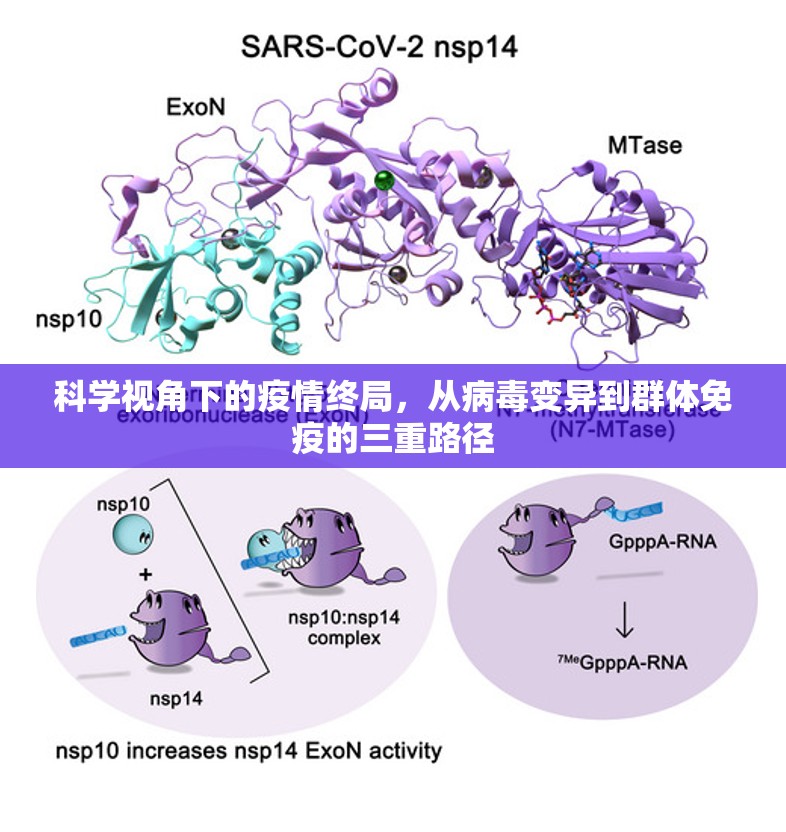 科学视角下的疫情终局，从病毒变异到群体免疫的三重路径