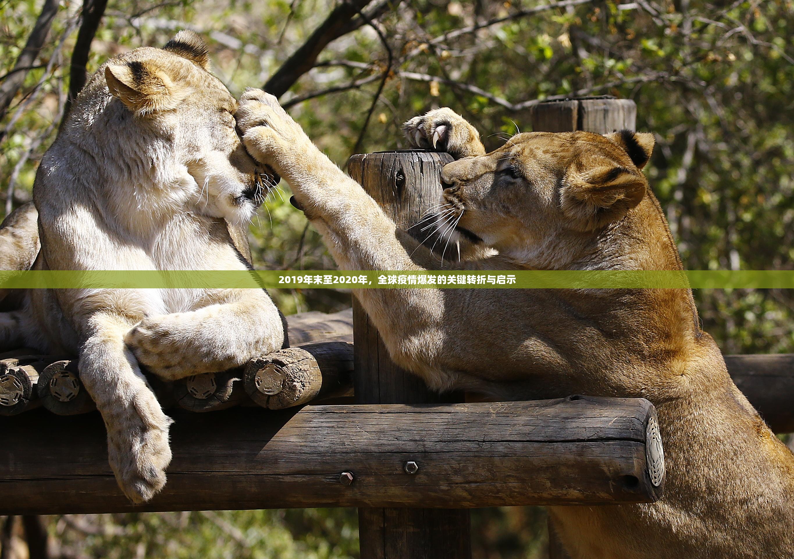 2019年末至2020年，全球疫情爆发的关键转折与启示