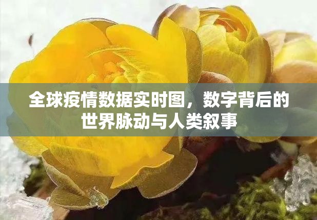 全球疫情数据实时图,数字背后的世界脉动与人类叙事 全球疫情数据实时图,数字背后的世界脉动与人类叙事