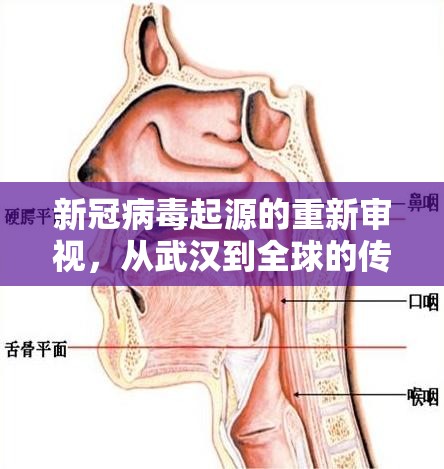 新冠病毒起源的重新审视,从武汉到全球的传播链解密 新冠病毒起源的重新审视,从武汉到全球的传播链解密