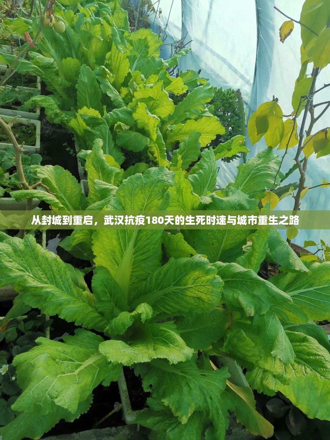 从封城到重启,武汉抗疫180天的生死时速与城市重生之路 从封城到重启,武汉抗疫180天的生死时速与城市重生之路