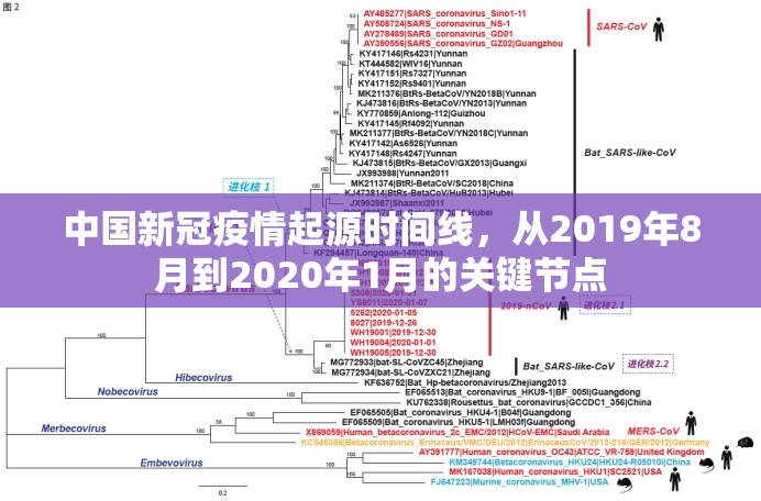中国新冠疫情起源时间线，从2019年8月到2020年1月的关键节点