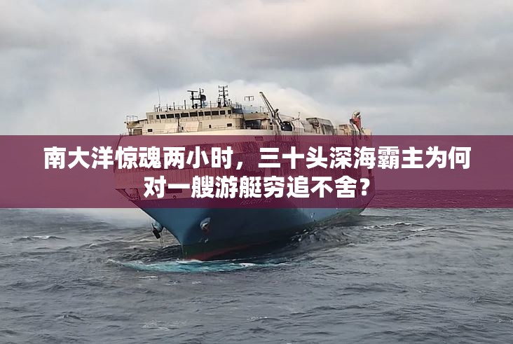 南大洋惊魂两小时，三十头深海霸主为何对一艘游艇穷追不舍？