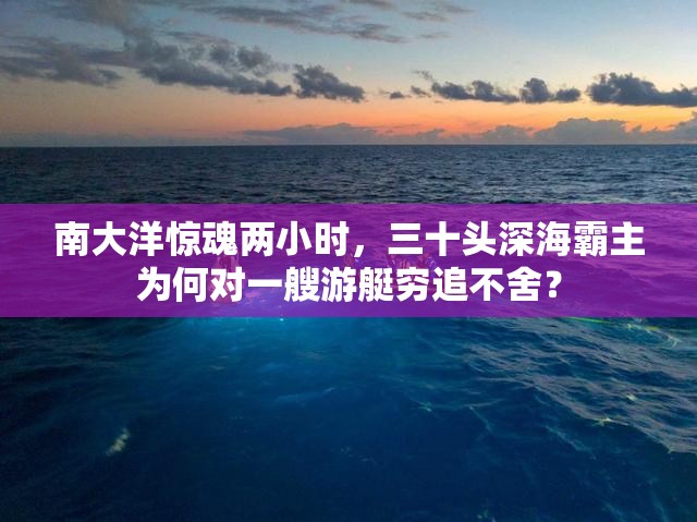 南大洋惊魂两小时，三十头深海霸主为何对一艘游艇穷追不舍？