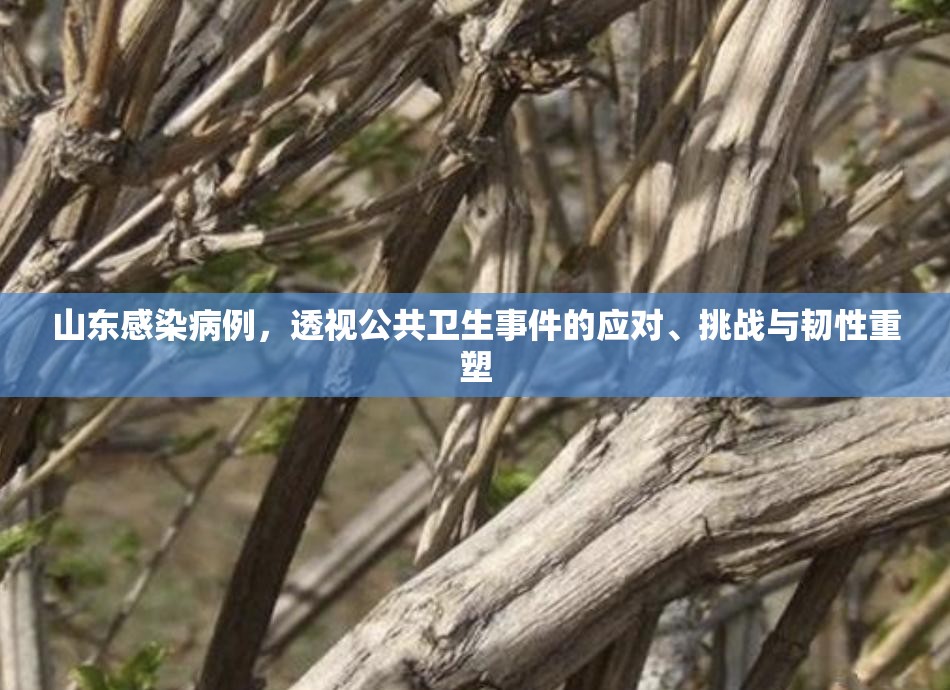 山东感染病例，透视公共卫生事件的应对、挑战与韧性重塑