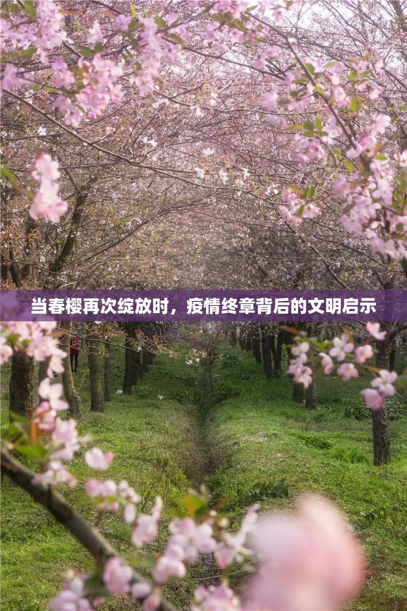 当春樱再次绽放时，疫情终章背后的文明启示
