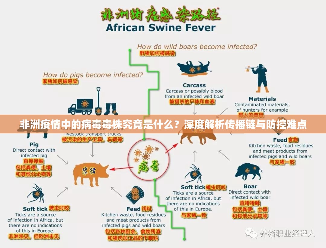 非洲疫情中的病毒毒株究竟是什么？深度解析传播链与防控难点