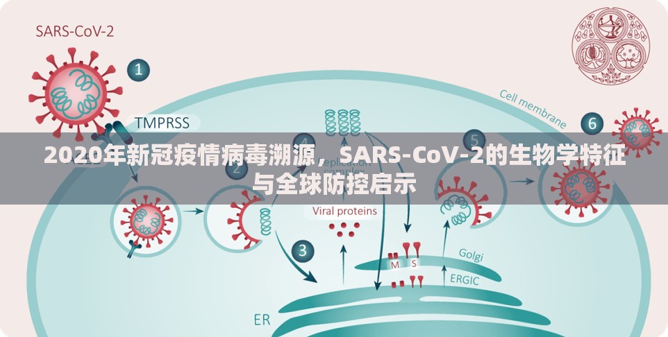 2020年新冠疫情病毒溯源，SARS-CoV-2的生物学特征与全球防控启示