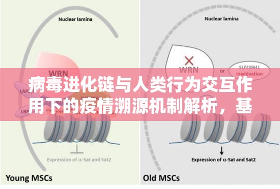 病毒进化链与人类行为交互作用下的疫情溯源机制解析，基于分子流行病学与行为动力学的双重视角