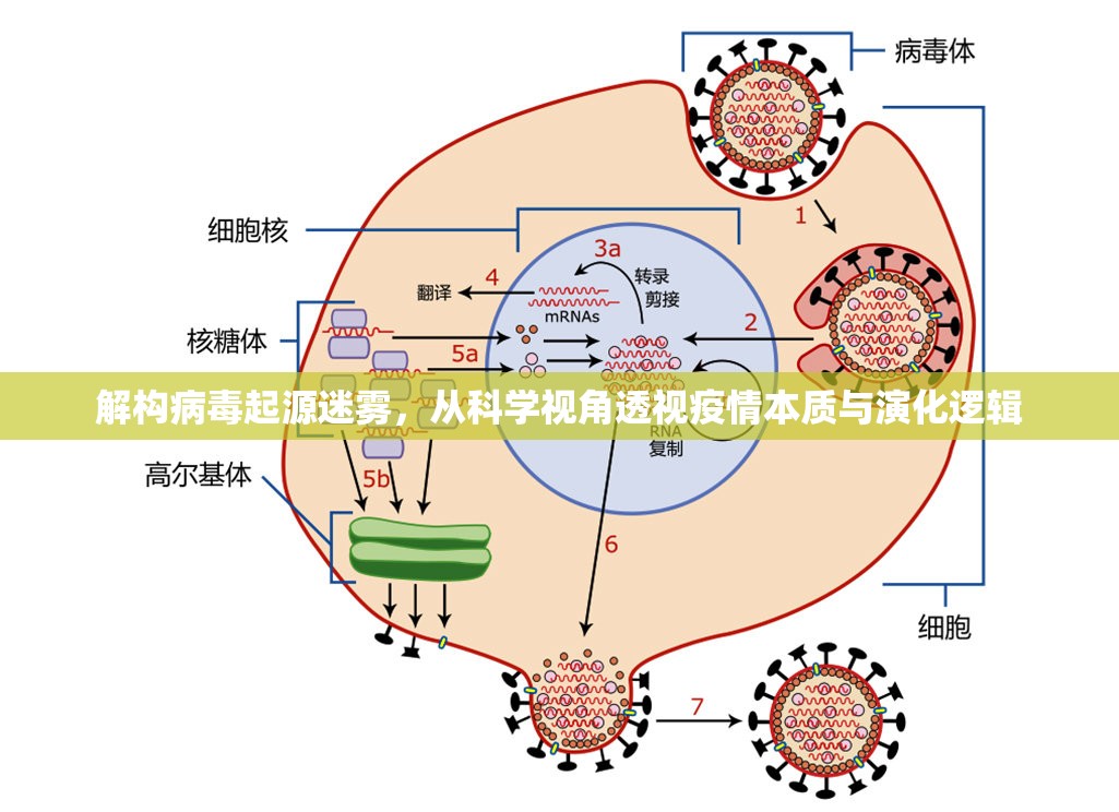 解构病毒起源迷雾，从科学视角透视疫情本质与演化逻辑
