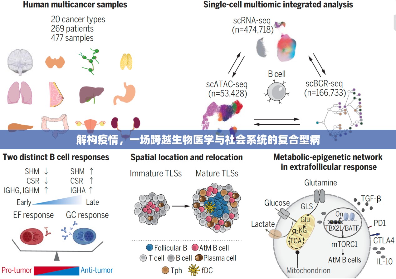 解构疫情,一场跨越生物医学与社会系统的复合型病 解构疫情,一场跨越生物医学与社会系统的复合型病