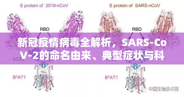 新冠疫情病毒全解析，SARS-CoV-2的命名由来、典型症状与科学应对指南