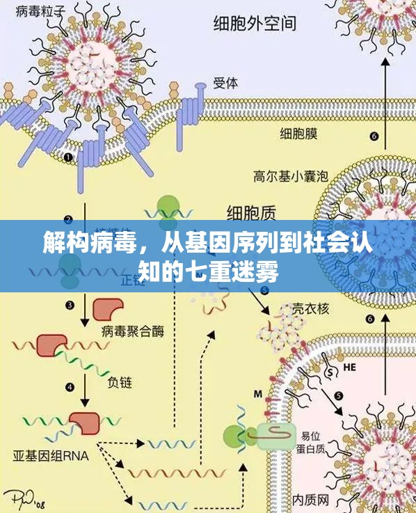 解构病毒，从基因序列到社会认知的七重迷雾