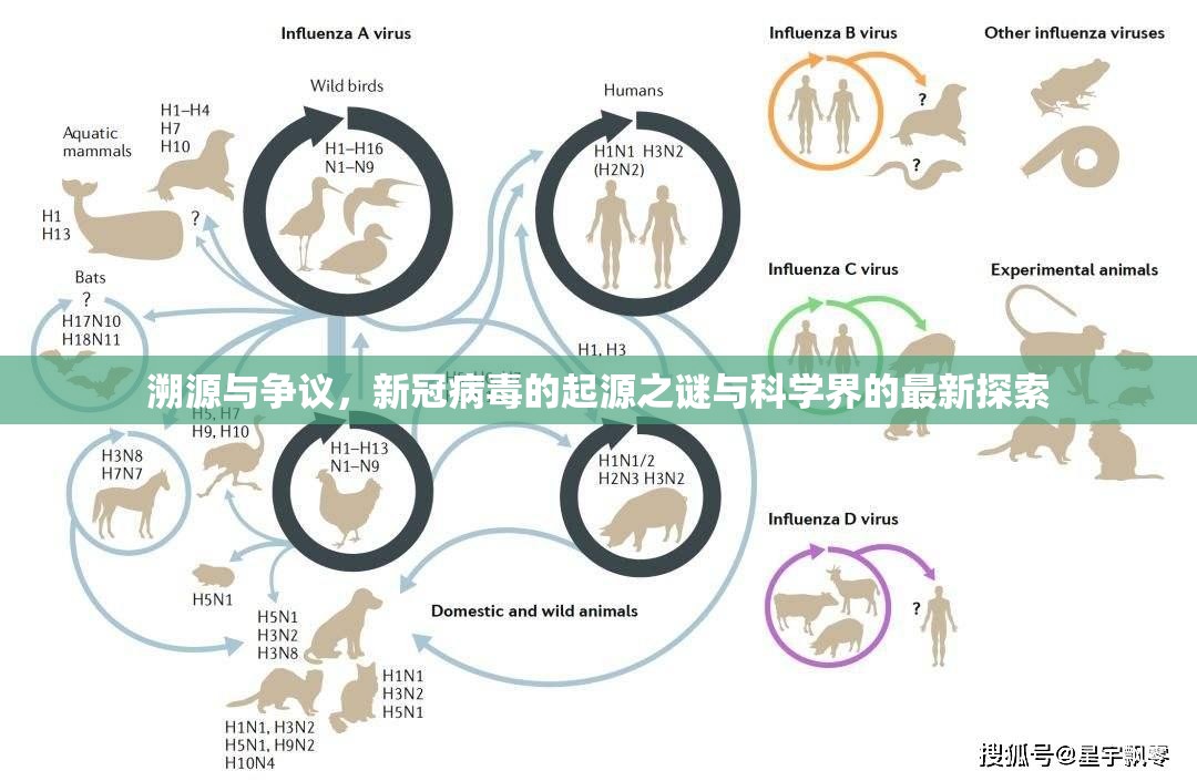 溯源与争议，新冠病毒的起源之谜与科学界的最新探索